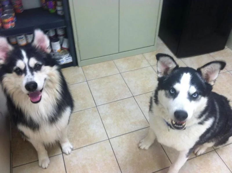 Moose and Bo.jpg